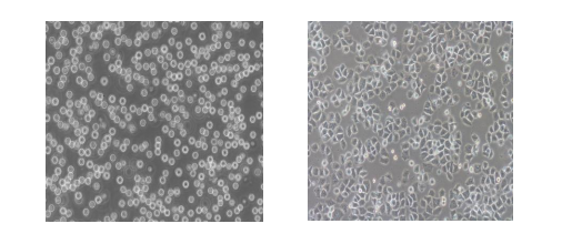 ed_1734407388886066.png image.png